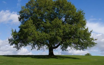 Se Recharger en Énergie : Et si la Nature Était Votre Meilleur Thérapeute ?